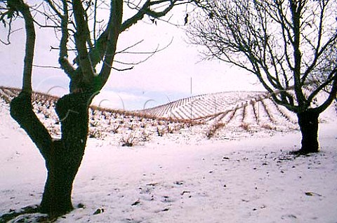 Rare winter snowfall on vineyards near   Paso Robles San Luis Obispo Co   California