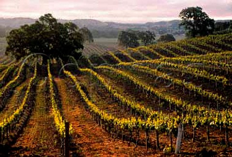 Morning sun on springtime vines  Fairview Farm   Vineyard   San Luis Obispo Co California USA  1772