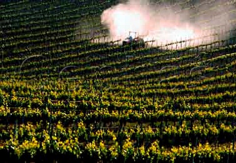 Spraying vines against powdery mildew in  Fairview Farm Vineyard   San Luis Obispo Co California  Paso Robles AVA