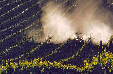 Spraying Kocide on new growth to control   powdery mildew Fairview Farm Vineyard   San Luis Obispo Co California USA