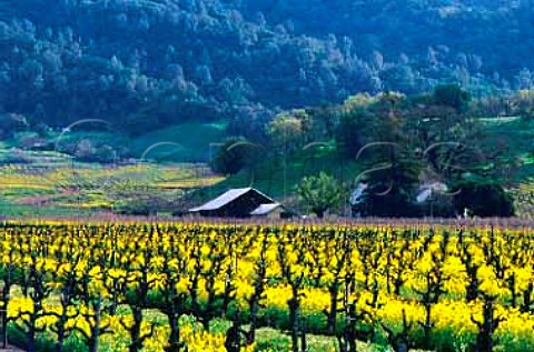 Springtime mustard in vineyards in the   Alexander Valley Sonoma Co California
