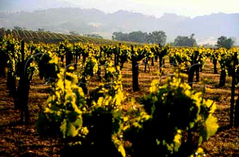 Vineyards in Alexander Valley Sonoma   Co California