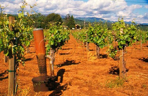 Smudge pot in vineyard Dry Creek   Valley Sonoma Co California