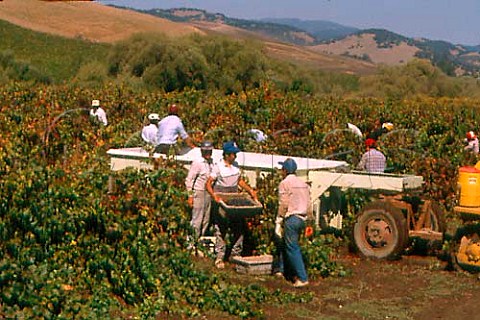 Harvesting Pinot Noir in Madonna   Vineyard for Acacia Winery Carneros   Napa California