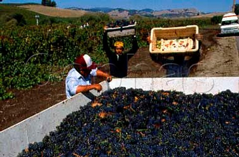 Harvesting Pinot Noir in Madonna   Vineyard of Acacia Winery Carneros Napa   Co California