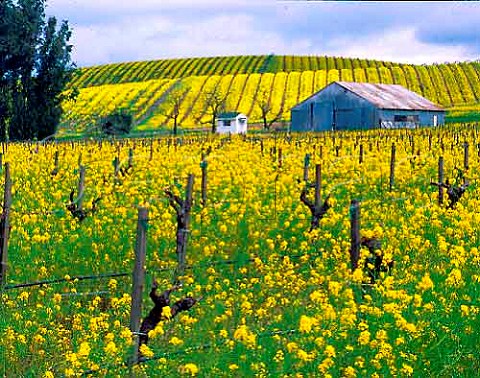 Springtime mustard flowering in Blue Creek Vineyard   in the Carneros district Napa California