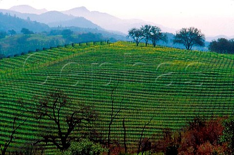 Vineyards of Joseph Phelps along Howell Mountain   Road St Helena Napa Valley California