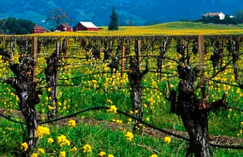 Mustard in vineyard in the Alexander   Valley Sonoma Co California
