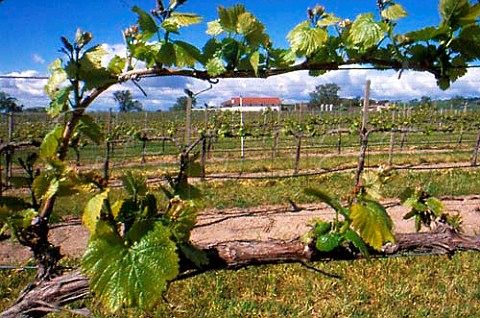 Chardonnay vineyard of Wild Horse   Winery Paso Robles San Luis Obispo Co   California