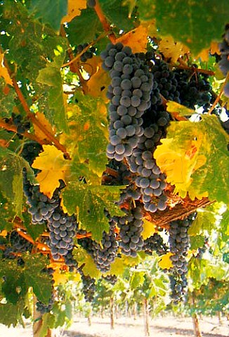 Pinot Noir grapes of   Wild Horse Winery Paso Robles   San Luis Obispo Co California
