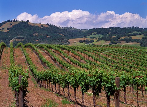 Vineyards between Geyserville and Asti Sonoma Co California USA Alexander Valley