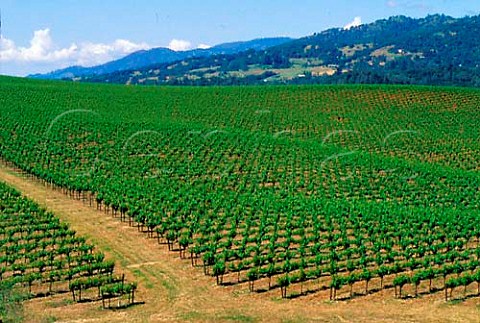 Vineyards between Geyserville and Asti Sonoma Co   California USA Alexander Valley
