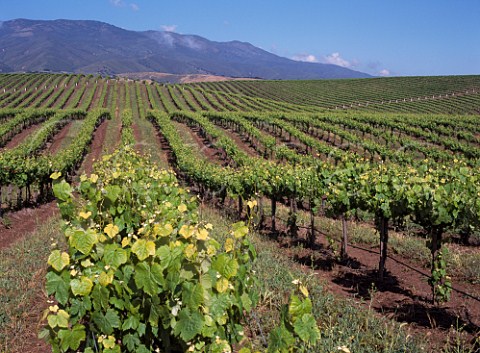 Vista Monterey vineyards in the Santa Lucia   foothills above the Salinas Valley north of   Greenfield Monterey Co California  Monterey AVA