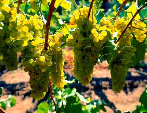 Chardonnay grapes in Bien Nacido vineyard   Santa Barbara Co California   Santa Maria Valley AVA