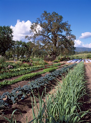 Organic gardens of Fetzer Vineyards Hopland   Mendocino Co California