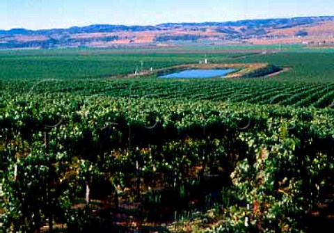 Bien Nacido Vineyard in the Santa Maria Valley sells   its grapes to wineries such as Au Bon Climat   Sanford Mondavi Wild Horse and Bonny Doon   Santa Barbara Co California