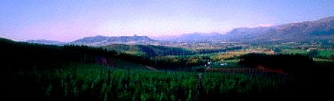 Plaisir de Merle vineyards owned by Distell   Paarl Cape Province South Africa Paarl WO