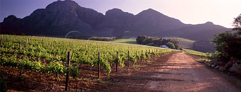 Plaisir de Merle vineyards with the Simonsberg beyond Simondium Cape Province South Africa   Paarl WO