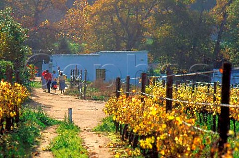 Autumnal vineyards and farmers cottage   at Groot Constantia Cape Province South   Africa Constantia WO