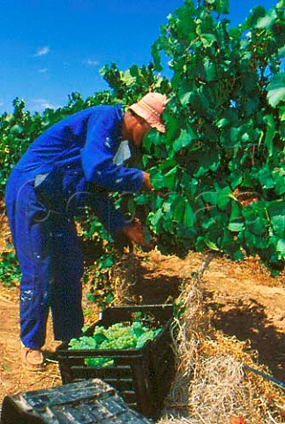 Harvesting Chardonnay grapes for sparkling wine on Madeba Farm of Graham Beck   Winery Robertson South Africa   Robertson WO