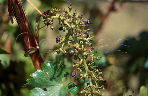Cabernet Sauvignon vine after mechanical   harvesting Madeba Farm Robertson South   Africa