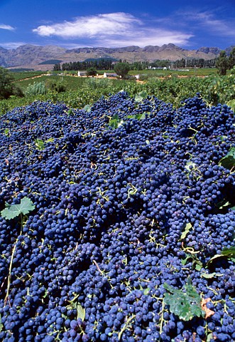 Harvested Cabernet Sauvignon grapes in   vineyard of Nederburg Paarl Cape   Province South Africa   Paarl WO