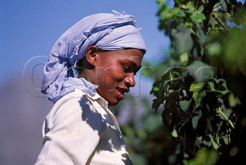 Female grape picker in vineyard of Nederburg Paarl Cape Province South Africa Paarl WO
