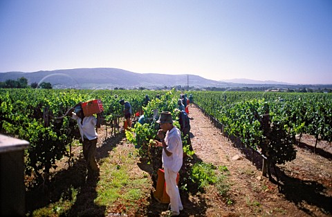 Harvesting Sauvignon Blanc grapes in   vineyard of Nederburg Paarl Cape   Province South Africa  Paarl WO