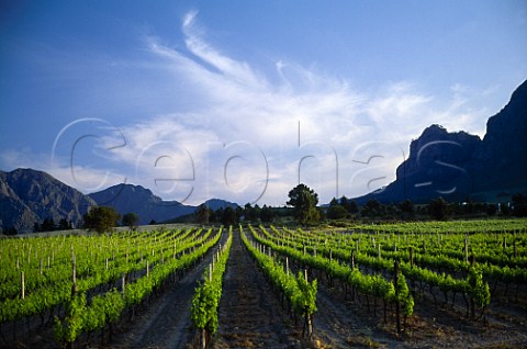 Plaisir de Merle vineyard owned by   Distell Paarl Cape Province   South Africa  Paarl WO