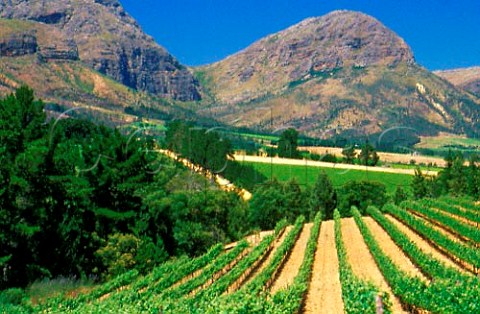 Plaisir de Merle vineyards of Distell   Paarl Cape Province South Africa    Paarl WO