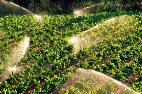 Irrigation in Languedoc Vineyard of   Nederburg Paarl Cape Province South   Africa  Paarl WO