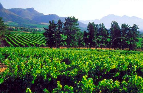 Languedoc Vineyard of Nederburg Paarl   Cape Province South Africa Paarl WO