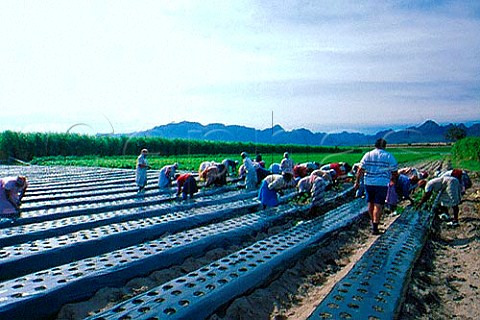 Planting strawberries at Faure near  Stellenbosch Cape Province South  Africa The Hottentots Holland Mountains  are beyond