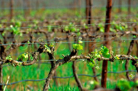 Spring growth on Chardonnay vines   Graham Beck winery Madeba Valley Cape   Province South Africa