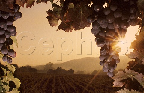 Pinotage grapes at sunset  Rustenberg   Estate Stellenbosch South Africa