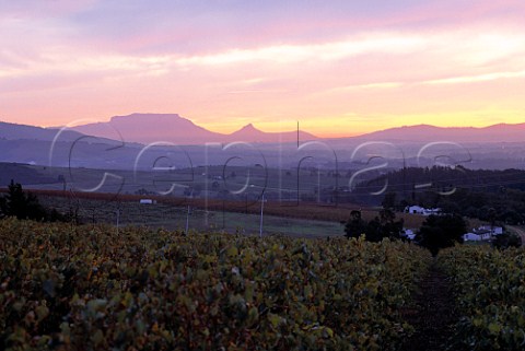 View west from Delheim across   Muratie Estate with Table Mountain and   Devils Peak in distance   Stellenbosch South Africa