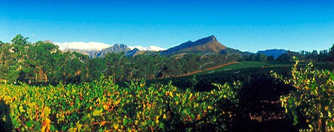 Thelema Mountain Vineyards Stellenbosch   Cape Province South Africa Stellenbosch WO