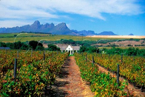 Meerlust homestead and vineyard with the   Helderberg mountain in the distance   Stellenbosch South Africa