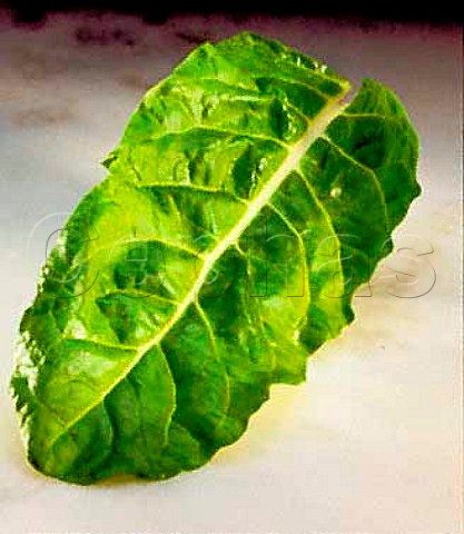 Baby vegetables  spinach leaf