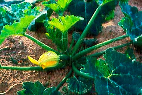Courgette flowering