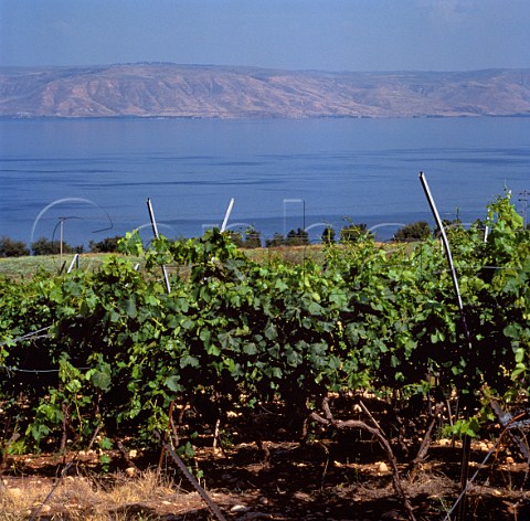 Vineyard above the Sea of Galilee Israel