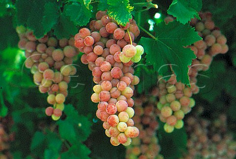 Verigo grapes Cyprus