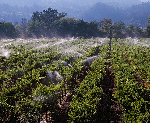 Vineyard irrigation Napa Valley California