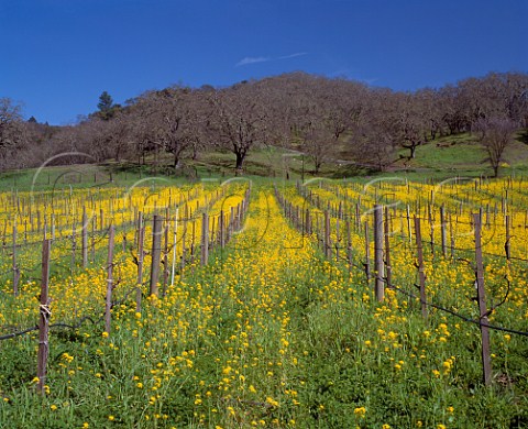 Springtime mustard in flower in vineyard   Carneros Napa California