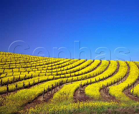 Springtime mustard in flower in vineyard in the Carneros region Napa Napa Valley California Carneros AVA