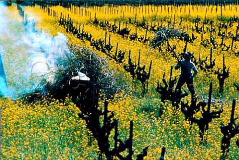 Burning prunings in vineyard amidst the   spring time mustard Silverado Trail   Napa Valley California