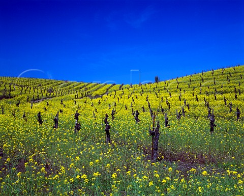 Springtime mustard flowering in vineyard in the   Carneros region Napa Co California USA
