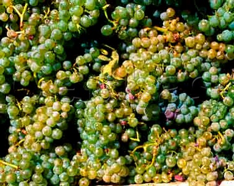 Harvested Sauvignon Blanc grapes Frogs Leap   Winery Rutherford Napa Co California  Napa   Valley