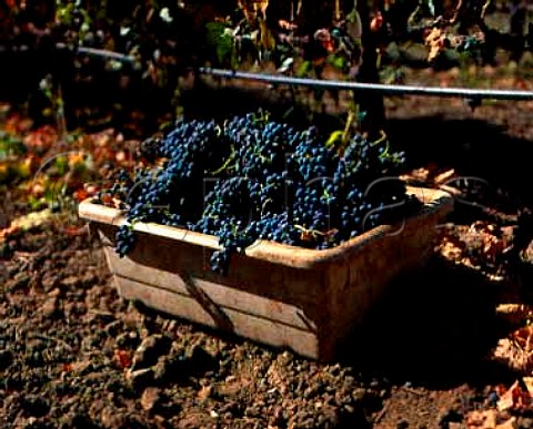 Harvested Merlot grapes in vineyard of Frogs Leap   Winery Rutherford Napa Valley California