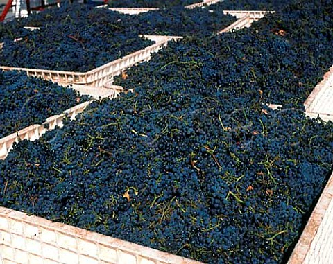 Harvested Merlot grapes arrive at Frogs Leap   Winery Rutherford Napa Valley California